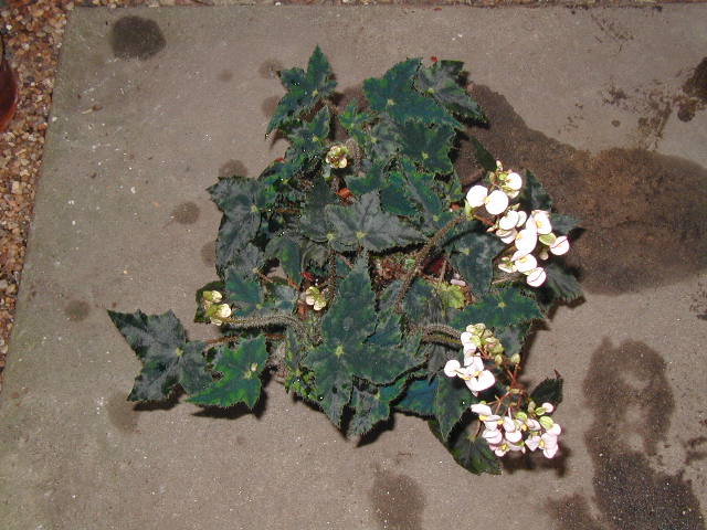 B. ‘Butterfly’